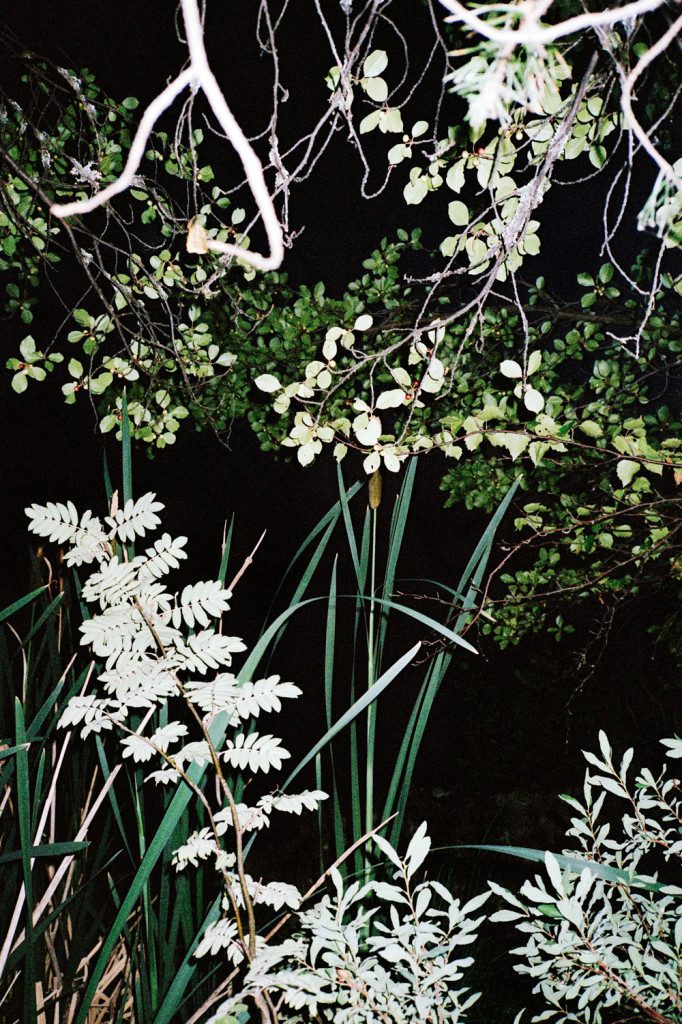 Naukkarinen: Green Scare (2010-12)