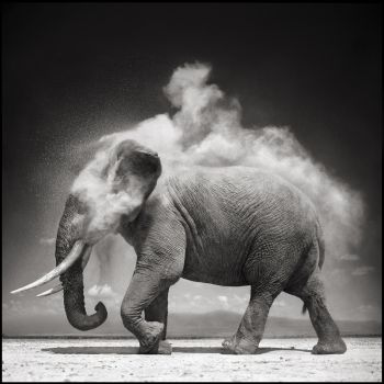 Nick Brandt: Elephant Exploding Dust (Amboseli 2004)