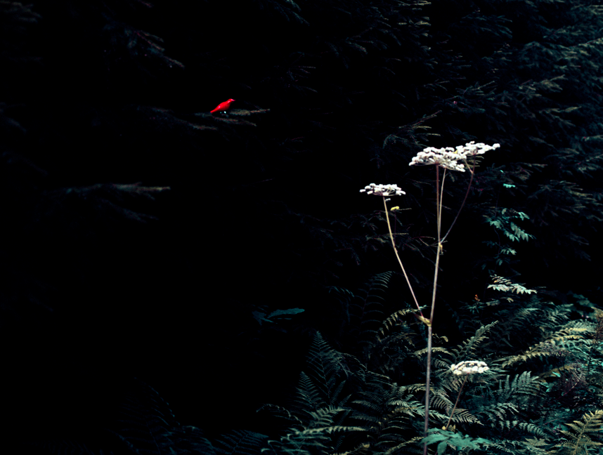 Rita Anttila: Red bird (Illustraded dream), 2011